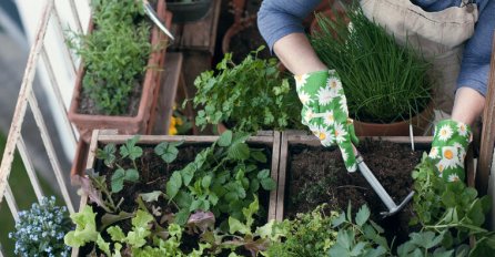 NAPRAVITE SAMI MINI ORGANSKU BAŠTU: Ovo voće i povrće možete gajiti i na balkonu!