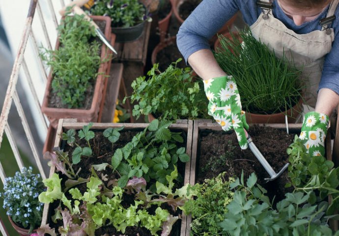 NAPRAVITE SAMI MINI ORGANSKU BAŠTU: Ovo voće i povrće možete gajiti i na balkonu!