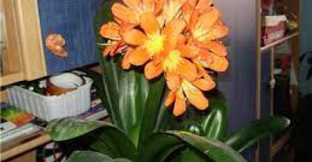 KADA PROCVIJETA, U KUĆU STIŽU DOBRE VIJESTI - BILJKA KOJA JE MAGNET ZA SREĆU: Stavite joj ovo u saksiju da privuče novac!