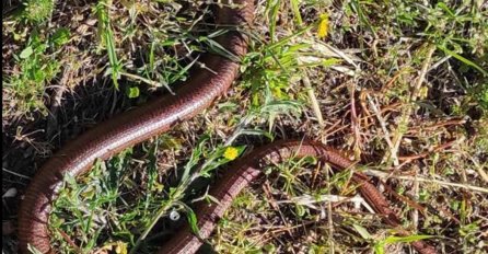Porodica iz BiH ima blavora za kućnog ljubimca: Svi ga vole i hrane