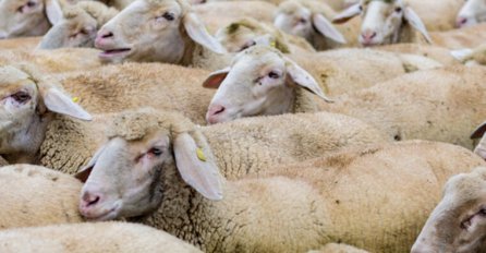 MUDROST NAD MUDROSTIMA: Priča o stadu ovaca je sve što treba da pročitate danas!