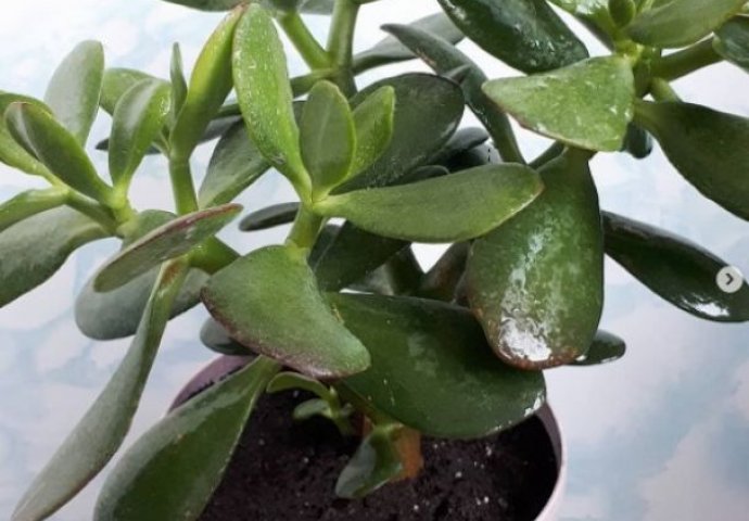 KAKO PODSTAĆI DRVO NOVCA DA PROCVJETA: Biljka koja donosi bogatstvo, upamtite ovaj STARI TRIK