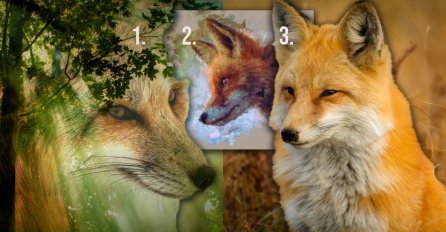 IZABERITE SAMO 1 LISICU, OTKRIJTE SVOJE PRAVO LICE: Evo ste vi zapravo, NAMA JE POGODILO