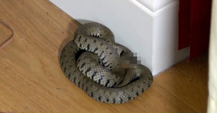 SANJALI STE ZMIJU U KUĆI: Evo na šta vas ovaj san upozorava - NEĆE VAM BITI SVEJEDNO