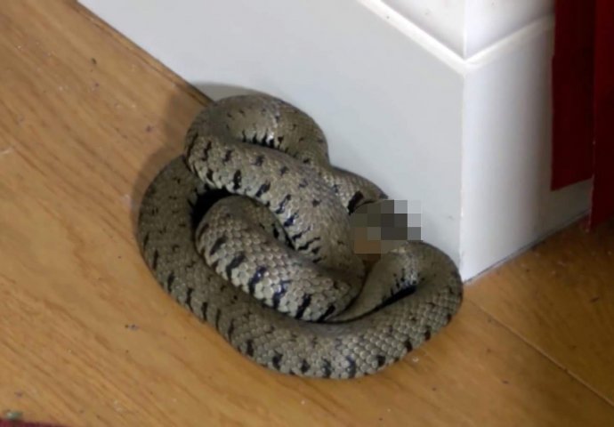 SANJALI STE ZMIJU U KUĆI: Evo na šta vas ovaj san upozorava - NEĆE VAM BITI SVEJEDNO