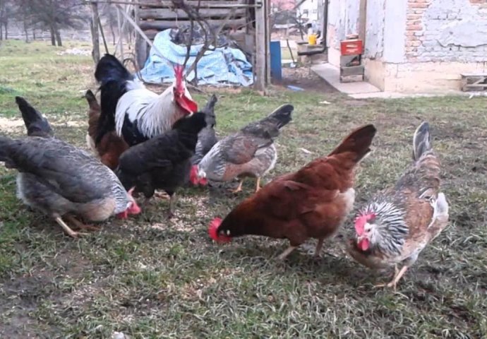 "Živimo na selu i imamo veliko dvorište"