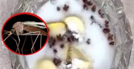 KOMARCI I MUHE BJEŽE I NE VRAĆAJU SE: Pomiješajte sirće + OVE SASTOJKE - ISTE SEKUNDE ĆE NESTATI
