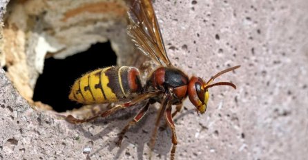 AKO VAS UBODE STRŠLJEN: Da biste spasili sebi život i izbjegli alergijske reakcije - EVO ŠTA ODMAH MORATE URADITI