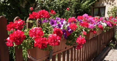 AKO ŽELITE DA MUŠKATLE PREŽIVE VRELE LJETNE DANE: Dodajte 1 kašiku ovog ZAČINA i cvjetaće i bujati do sljedeće godine