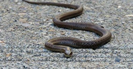 Najezda zmija u bh. gradu: Samo u maju uhvaćene tri otrovnice