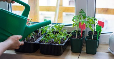 KAKO DA UZGOJITE ZAČINSKO BILJE NA TERASI: Sa ovom metodom nema greške, uspijeva čak i početnicima