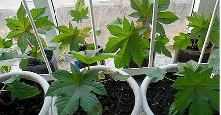 NAJOTROVNIJA BILJKA, MNOGI JE DRŽE U KUĆI: Udisanje vazduha u blizini nje dovodi do trovanja, a evo šta se desi ako dođe u kontakt s kožom