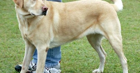 ŠTA ZNAČI KADA PAS VRTI REPOM LIJEVO, DESNO: Obratite pažnju, evo šta vam želi reći