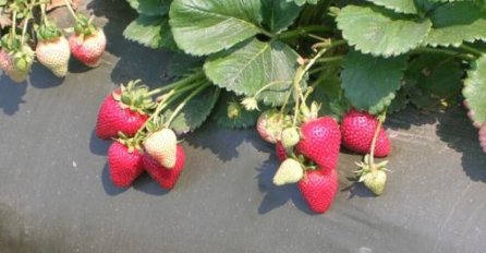 JAGODE PUNE HEMIJE I OTROVA LAKO ĆETE PREPOZNATI: Obratite pažnju na boju i izgled peteljki, a jedna stvar je ključna