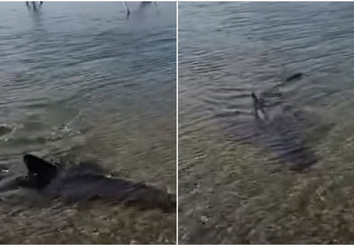 Morski pas snimljen u Jadranskom moru