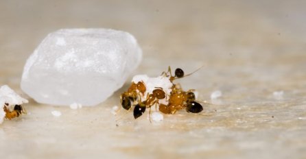 Borite se s mravima? Lako ćete ih se riješiti i ovim prirodnim sredstvima