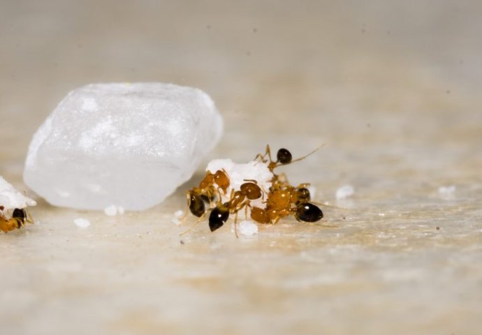 Borite se s mravima? Lako ćete ih se riješiti i ovim prirodnim sredstvima