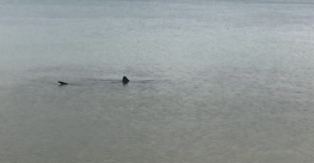 U Jadranu uočen još jedan morski pas (VIDEO)