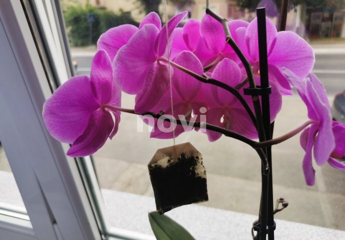 Kako da orhideja cvjeta cijele godine: Smjesa od 3 SASTOJKA oporavlja ovu biljku