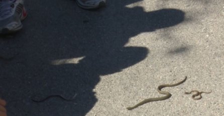 Zmije prekinule nastavu u školi kod Sanskog Mosta