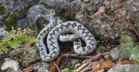 Dječaka (7) ugrizao poskok - hitno hospitaliziran