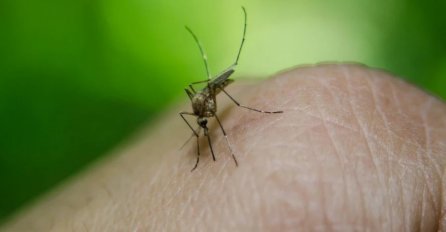 STAVITE SAKSIJE OVOG CVIJEĆA NA PROZOR: Komarci od njih bježe i više vam NEĆE smetati