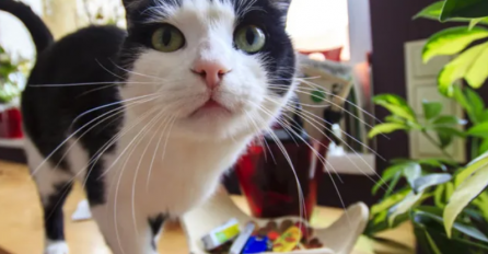 POSTOJE VJEROVANJA DA MAČKE DONOSE SREĆU: A evo šta znači ako joj ispadaju brkovi - DOBRO PAZITE 