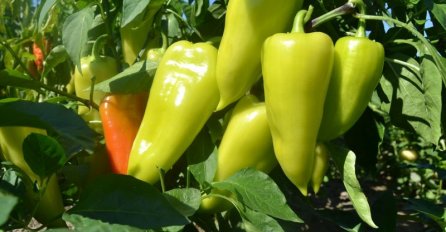 PAPRIKE NE PODNOSE OVE 4 BILJKE: Ni slučajno ih ne sadite blizu paprika, INAČE NEĆETE IMATI URODA