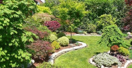 AKO IMATE OVU BILJKU U DVORIŠTU ODMAH JE MAKNITE: Donosi samo nesreću