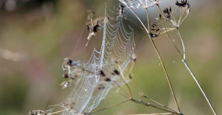 Mikroplastika pronađena i u paučini, evo šta to znači