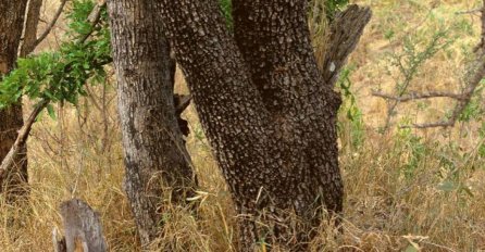 Možete li pronaći leoparda na slici?