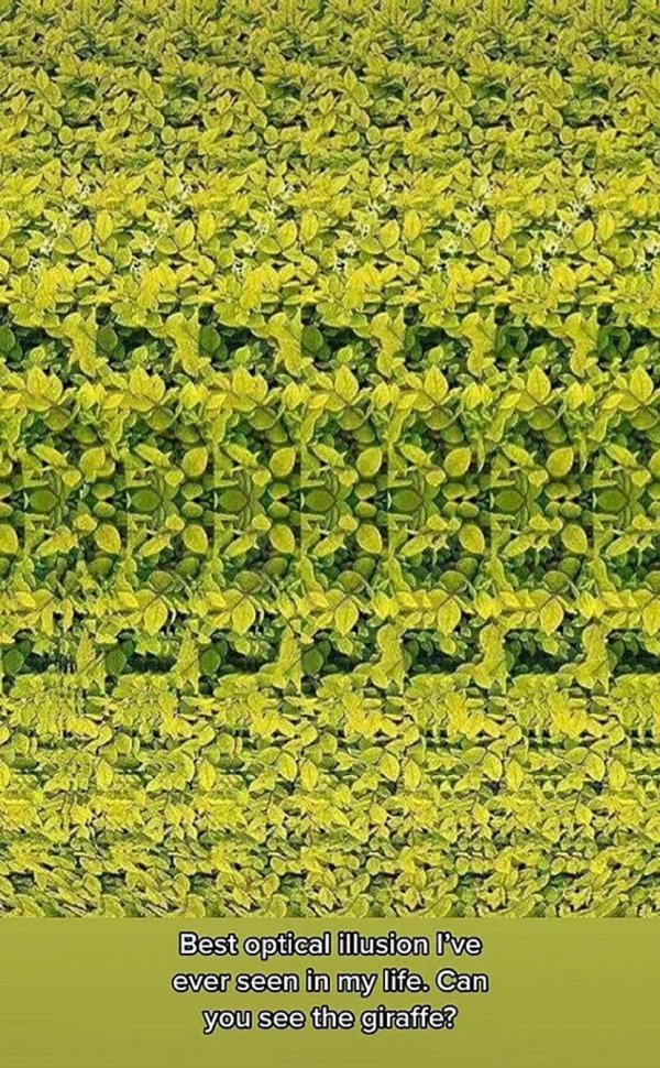 opticka-iluzija-2-830x0