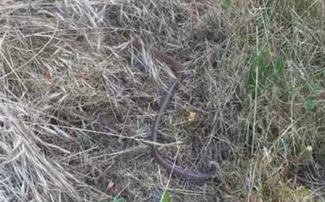 zmija-sarajevski-policajci