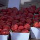 Tajna krupnih i slatkih jagoda: Dovoljno je samo pola kašike i imaćete najbolji prinos ikada (VIDEO)