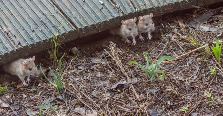 OVU BILJKU MIŠEVI NIKAKO NE PODNOSE: Evo kako da ih zauvijek otjerate iz dvorišta, više se neće vraćati