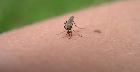 OVU KRVNU GRUPU KOMARCI NAJVIŠE VOLE: Evo kako da se riješite ovog problema!