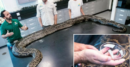 Pronašli ogromnog pitona od 100 kg: IZNENADILI SU SE KAD SU VIDJELI ŠTA JE POJEO
