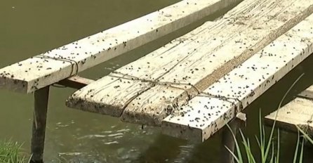 NE GRIZE, A OPASNIJA JE OD KOMARACA I KRPELJA: Ovaj insekt prenosi neke od najgorih bolesti, a TUBERKULOZA je jedna od njih!