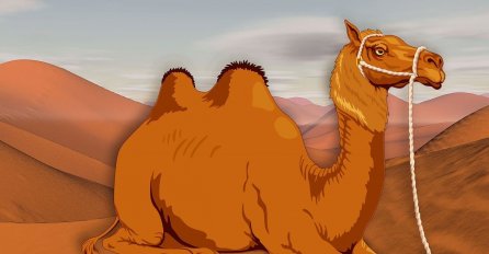 Vic dana: Zašto kamila ne jede pijesak?