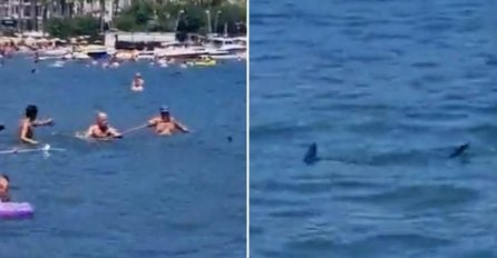 Haos na poznatoj plaži: Kupači ajkulu mlatili štapom i krpom?
