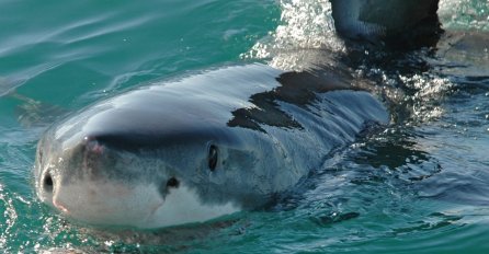 Da li treba da se plašite ajkula ako idete u Grčku i evo šta raditi ako vas napadne