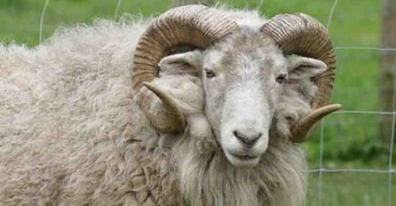 Da li se životinjama (mačkama ili psima) mogu davati kurbanske kosti ili ih treba zakopati?