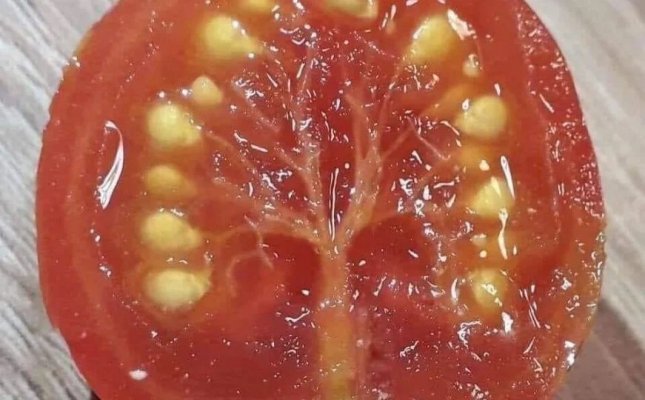 paradajz-slika-fb