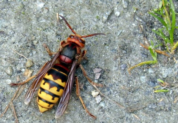 AKO VAS UBODE OSA: Da biste izbjegli alergijske reakcije, smanjili svrbež, oteklinu i bol - EVO ŠTA TREBATE ODMAH URADITI