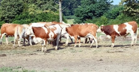 Potvrđen antraks u Hrvatskoj, uginulo je 107 goveda: U bolnici završilo i par ljudi