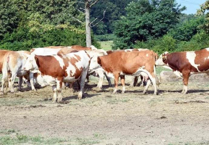 Potvrđen antraks u Hrvatskoj, uginulo je 107 goveda: U bolnici završilo i par ljudi