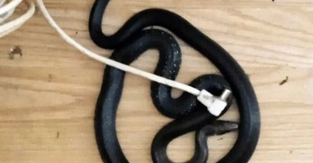 Još jedan slučaj u BiH: Žena pronašla zmiju ispod kreveta