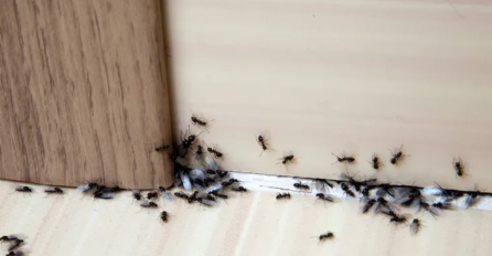 Trikovi koji će vam pomoći da se riješite mrava zauvijek: I kafa može biti od koristi 