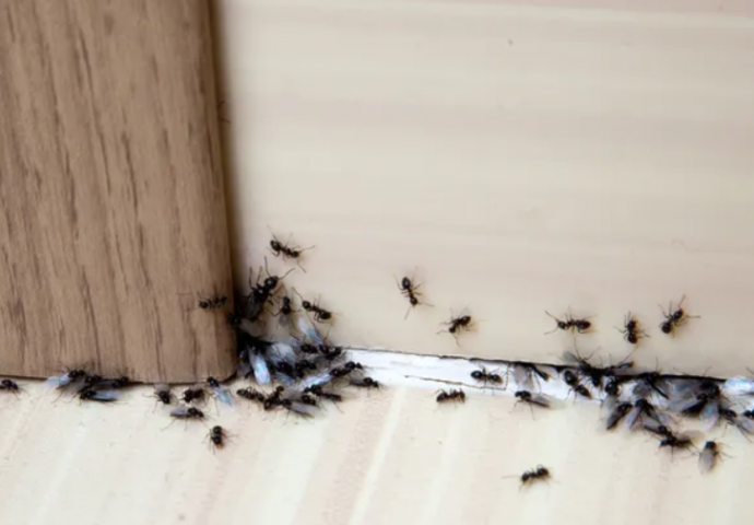 Trikovi koji će vam pomoći da se riješite mrava zauvijek: I kafa može biti od koristi 