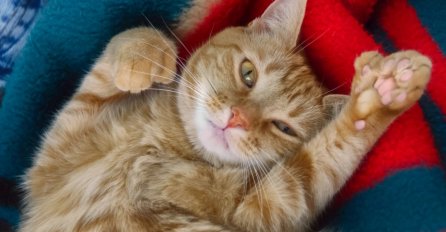 ZNATE LI ŠTA ZAISTA ZNAČI AKO MAČKA SPAVA S VAMA U KREVETU: Evo šta vam tako poručuje